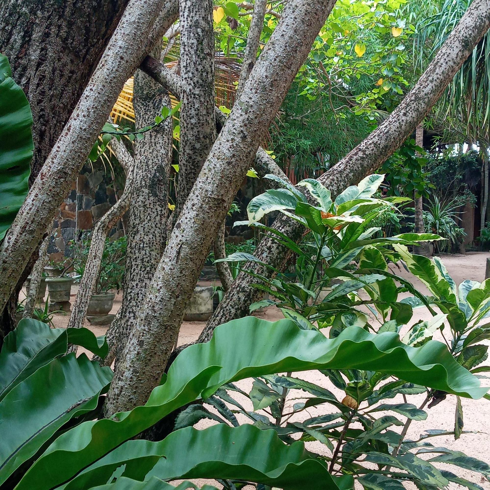 Cinnabar Resort Tangalle Ngoại thất bức ảnh